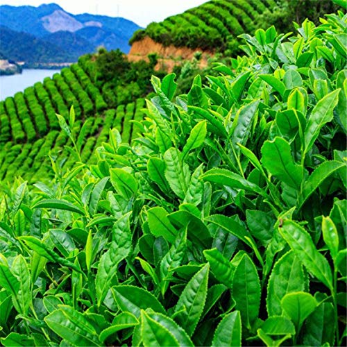 100g Chá Verde Chinês Orgânico Início da Primavera Longjing Dragon Well Cuidados de Saúde Chá Cru No