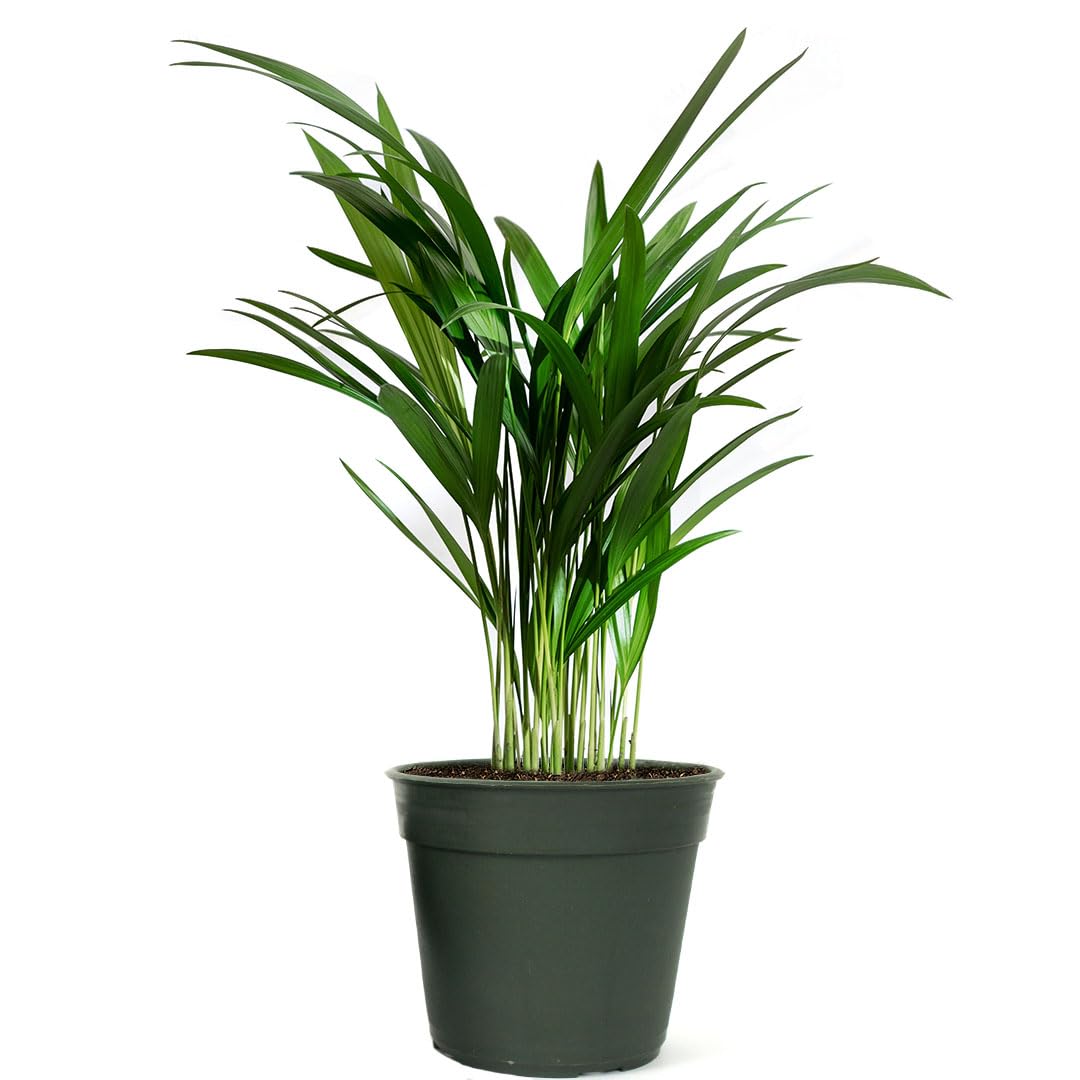American Plant Exchange Live Areca Palm