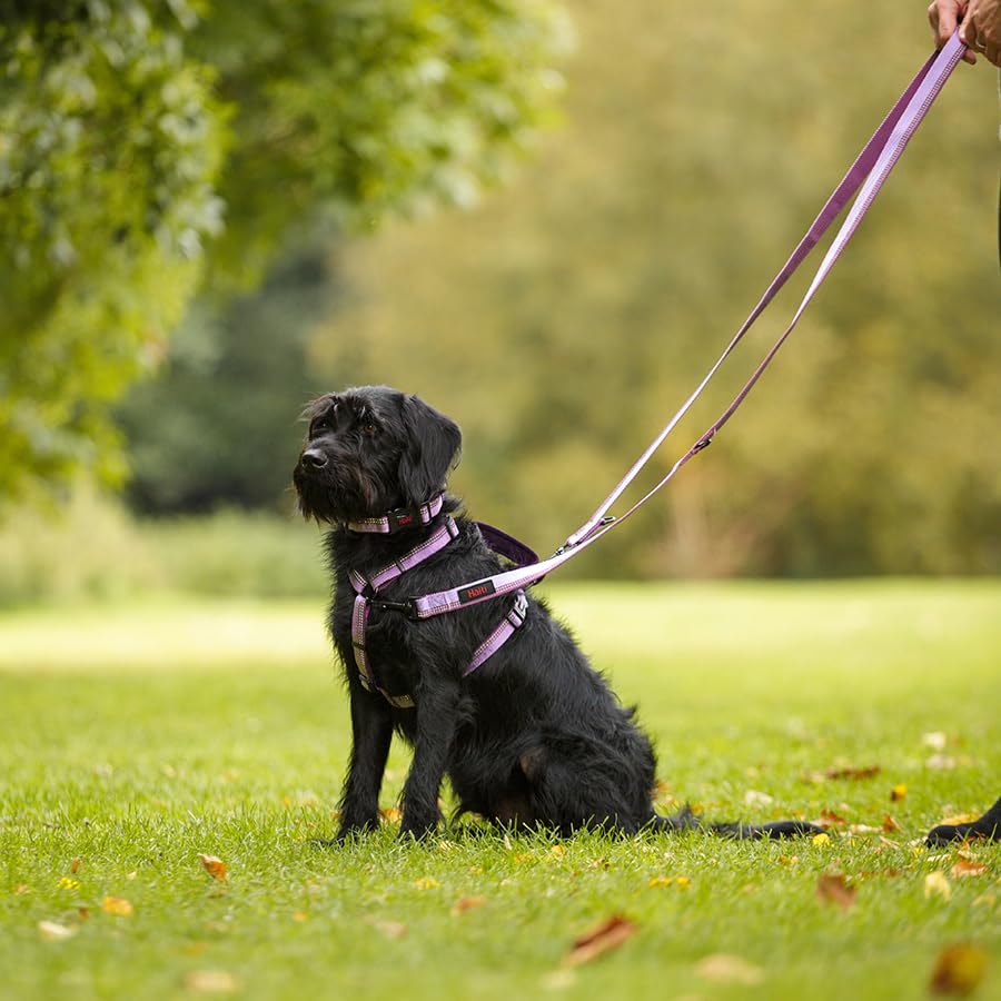 HALTI Walking Hundegeschirr – Mit weichem Neopren-gefüttertem Griff, 5 verstellbare Riemen und 3M-Reflektorgewebe. Geeignet für mittelgroße Hunde (Größe M, Lila)