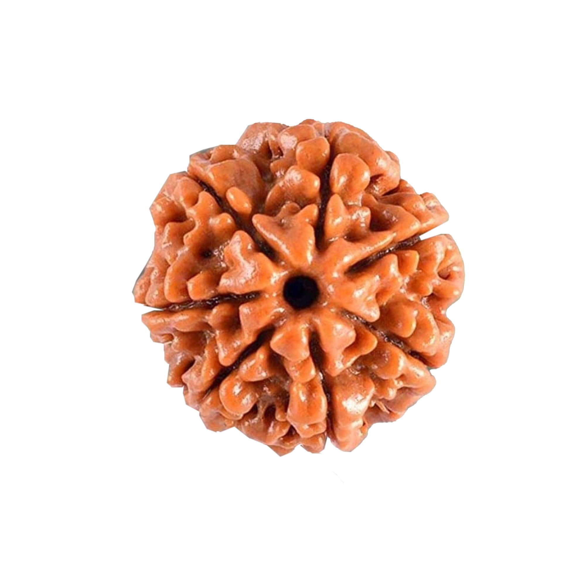 PRAYVERSE 07 Seven Mukhi Rudraksha Certified and Original Nepali 7 Mukhi Rudraksh Natural 7 Faced Rudraksha (Brown) with Certificate (B0CRL3MFH3) Amazon Price History, Amazon Price Tracker