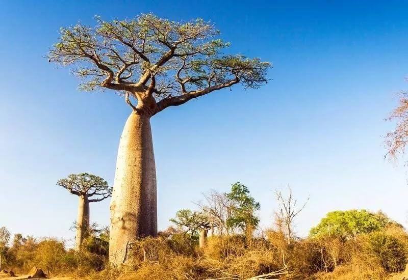 Amazon.com : 10+ African Baobab Seeds | Adansonia Digitata Tree of