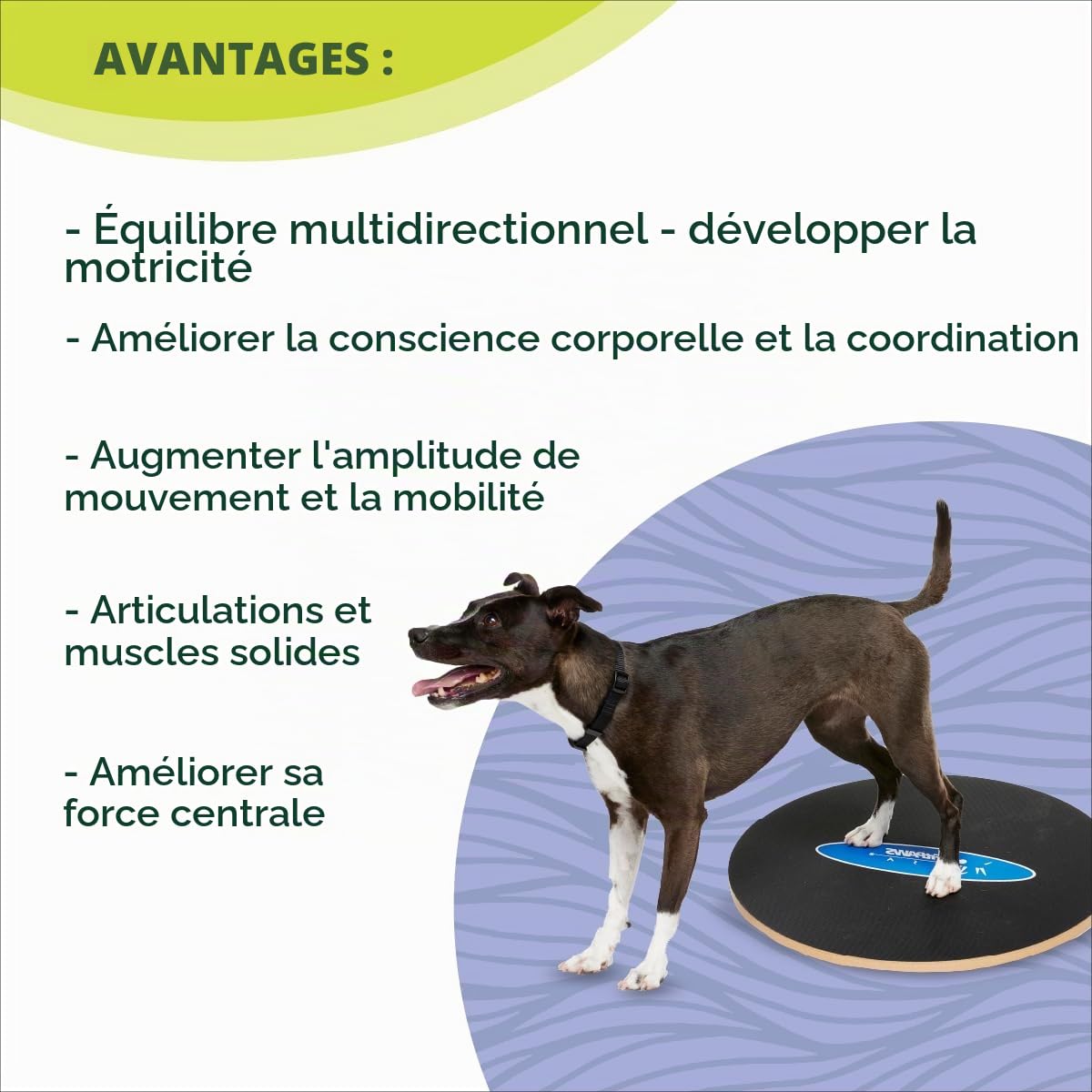 Ball Dynamics Int. LLC FitPAWS Planche d'Equilibre Osciller pour Chien 50 cm