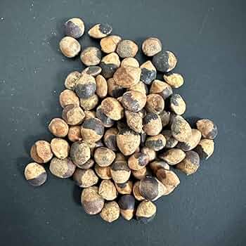 アズテキウム 種子2粒コミフォラプラニフロンス アズテキウム様専用 種子2粒コミフォラプラニフロンス