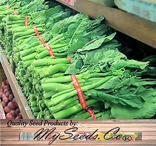 Chinese Broccoli, Kailan GAI LAN Seeds - Most Popular Vegetable in Cantonese Cuisine - Approx. 60-65 Days - by MySeeds.Co (7000 Seeds - 1 oz) - Thumbnail 2