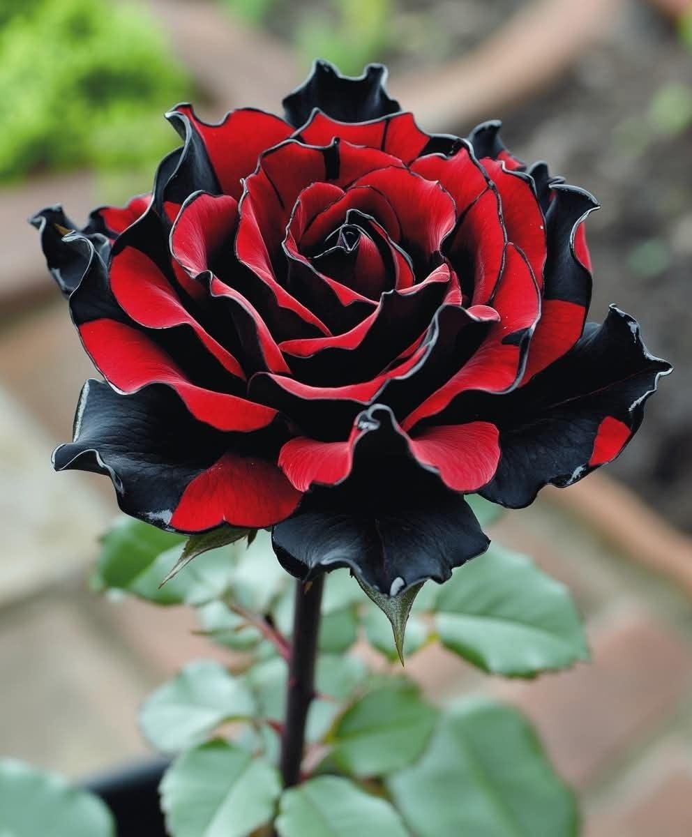 Bulbi di Rosa - Perenne, Colori vivaci, Bassa Manutenzione, Decorazione d'Interni-5 Bulbi-A