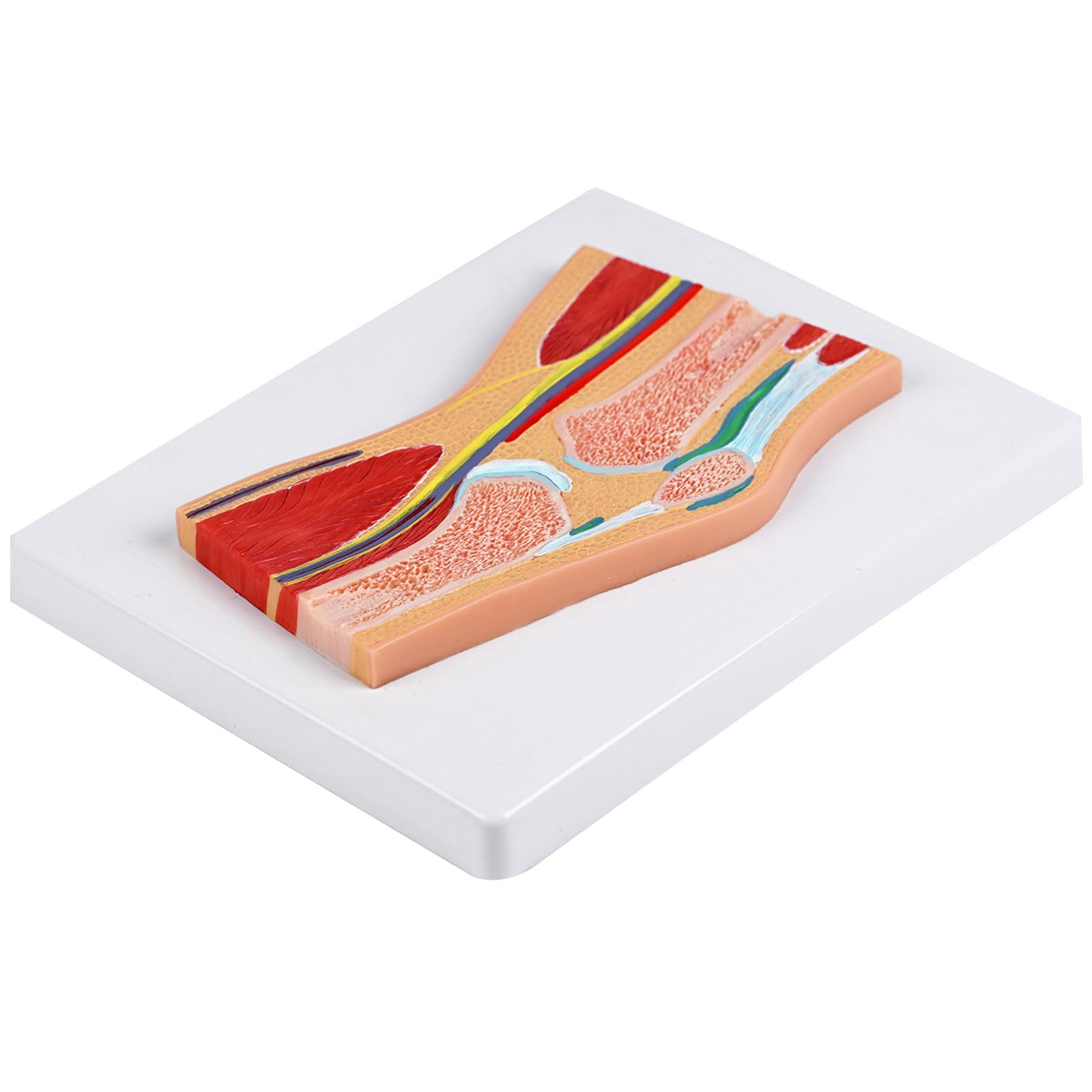 Anatomiczny model rzepki stawu kolanowego ze szczegółowymi więzadłami mięśni do treningu klinicznego i demonstracji w klasie, model kolana z PCW