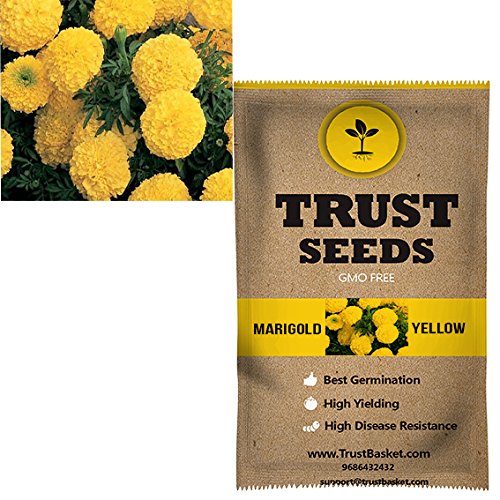 TrustBasket Premium Marigold Yellow Flowers Seeds (Hybrid) Sow and Grow Fresh Healthy Seed in