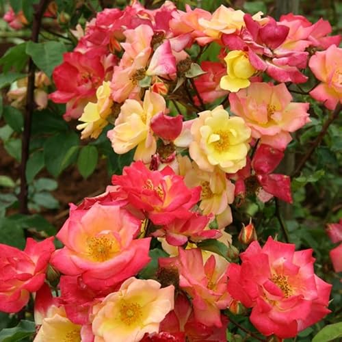 Vista 11 de Planta viva fragante de rosa trepadora, bien arraigada de 5 a 9 pulgadas de alto, sin hojas, escaladora para interiores y exteriores, rosal, té