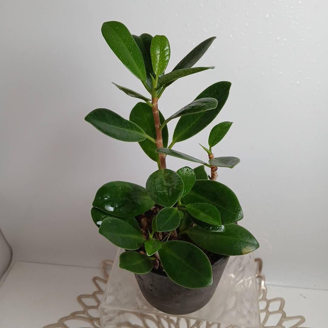 Amazon｜509 縁起観葉植物??尖閣ガジュマル☆新芽展開中☆抜き苗｜観葉