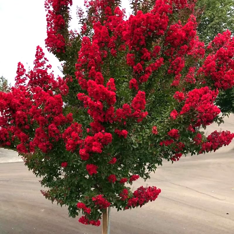 2 Red Crape Myrtle Trees 2 Pack