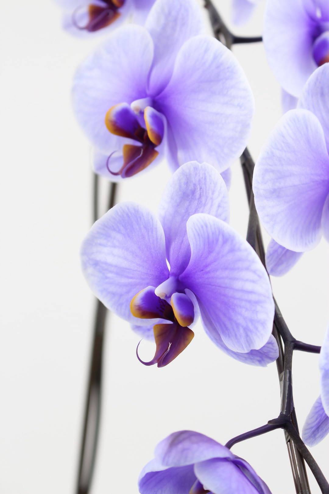 紫色の胡蝶蘭鉢花 Amazon｜ミディ胡蝶蘭 2本立 紫【蘭 鉢花 本物 インテリア ギフト