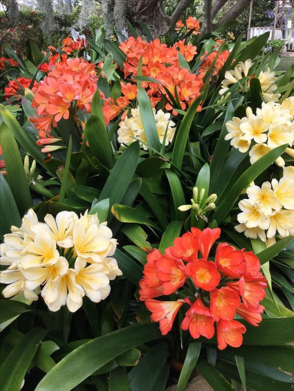 Radha Krishna Agriculture® Clivia Multicolor flower plants bulbs for Summer season Your Home Gardening & Outdoors Pack of 1 (B0BSS9VN5J) Amazon Price History, Amazon Price Tracker