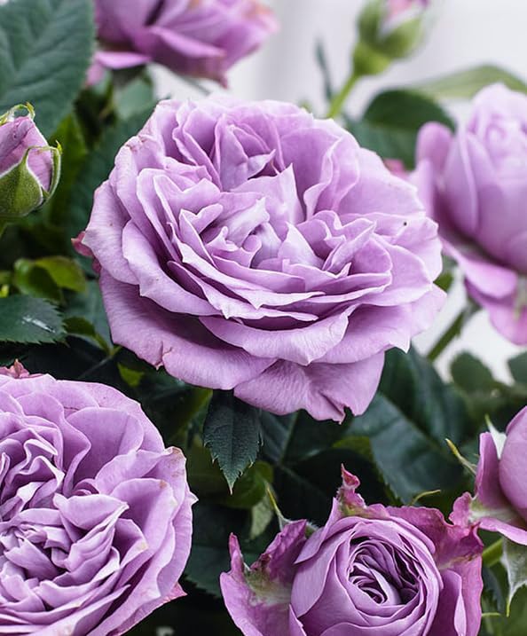 Miniatura 2 de Live Mini Rose Bush - Plantas de rosas en miniatura de 5 a 7 pulgadas de alto en maceta de 3 pulgadas, mini rosas moradas