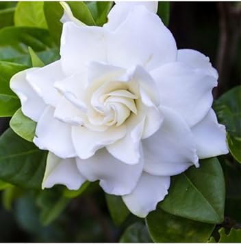 Videolu Efsane Kokulu Hediyelik 1 Adet Gardenya Çiçeği Saksılı 30-45Cm (Gardenia Flower)