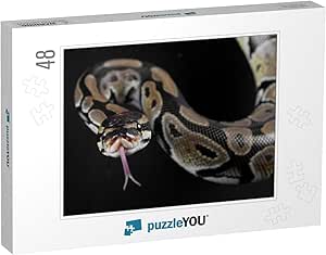 Amazon.com: Python Snake with The Tongue Out in Studio... Jigsaw Puzzle ...