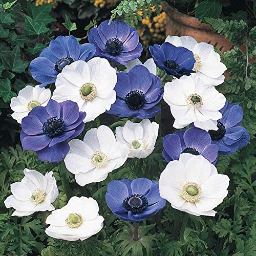 Floriculture Greens IMP. Anemone | Anemoneae | windflowers Flower Bulbs Home Outdoor Gardening Flowering Bulbs Blooming planting (Pack Of 1 The Multi Poppy Anemone)