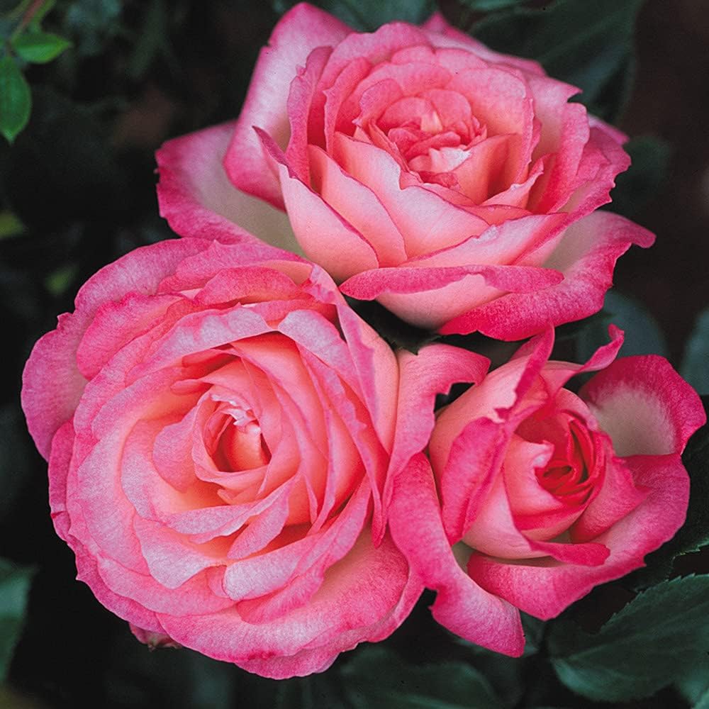 Amazon.com : Heirloom Roses Eden Climber® Rose Plant - Climbing Pink ...