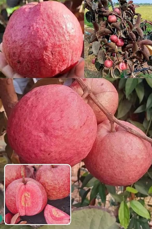 Image of All-Time 12 Months Hybrid GRAFTED Live Fruit Plant Original & Authentic Organic Tree for Outdoor Fast-Growing Fruit Plant Home Gardens Pack Of-1 (Red Diamond Guava Plant, Medium)