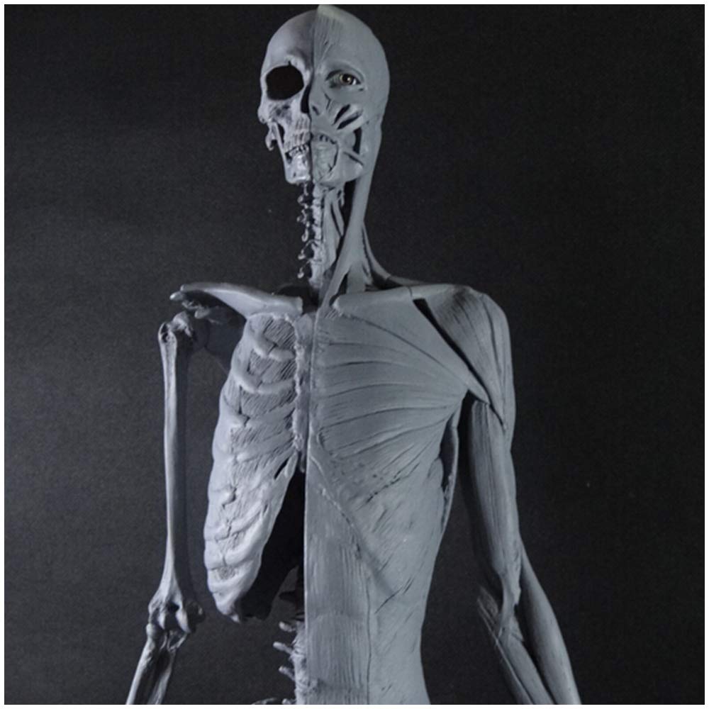 Anatomie du Corps Humain - Anatomie Masculine De 60 Cm - Modèle Anatomique du Squelette Musculaire Humain - pour Étude De Dessin d'artiste Médical, A