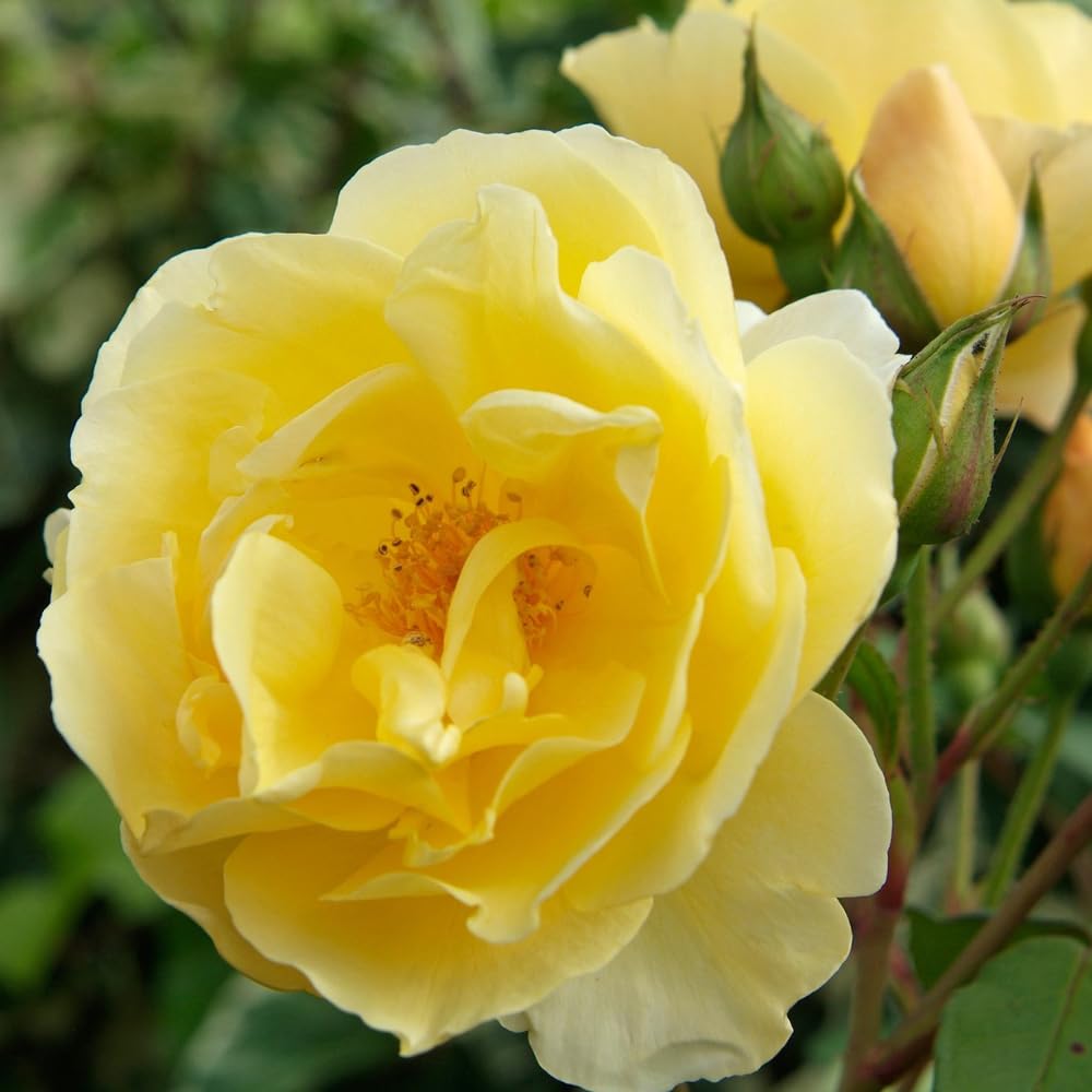 Amazon.com : Rose Plant Live, Rose Bush Live Plant for Planting