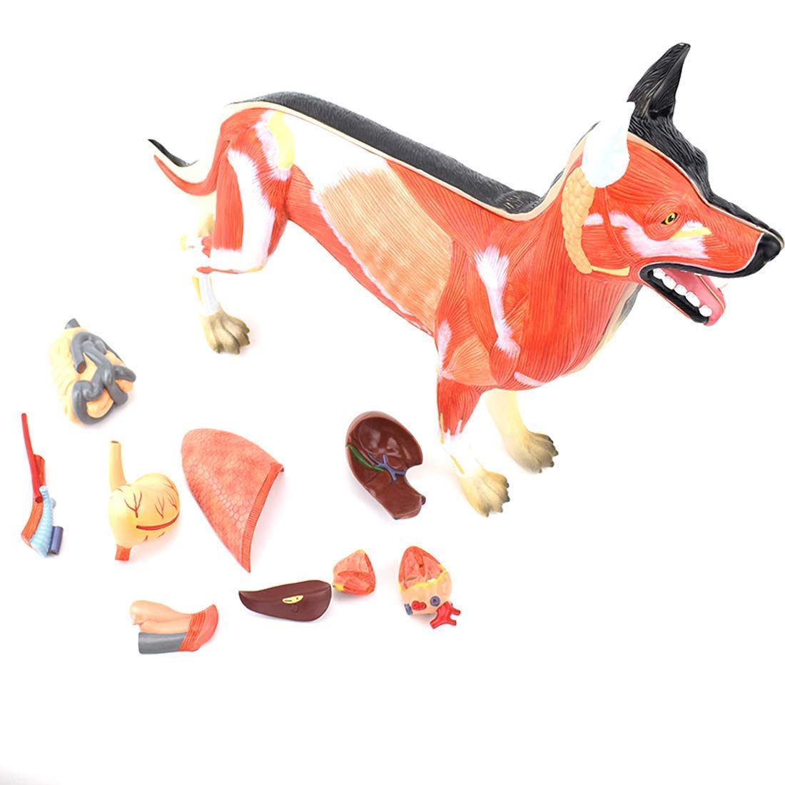 YNIYUJKL Models Anatomical Model Dog Organ Muscle Anatomy Model Dog Canine Organ Tissue Muscle Organ Specimens Higher Vocational Animal Husbandry Veterinary Training Models