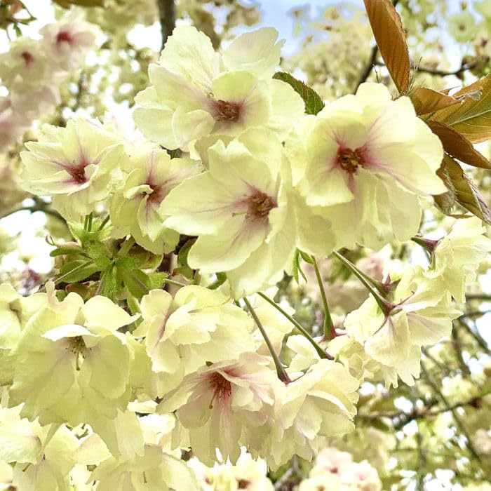 Amazon.co.jp: 桜 苗木 御衣黄 12cmロングポット苗 ぎょいこう Amazon.co.jp: 桜 苗木 御衣黄 12cmロングポット苗 ぎょいこう
