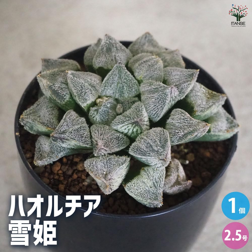 173 Shuar Princess シュアールプリンセス アンスリウム Anthurium