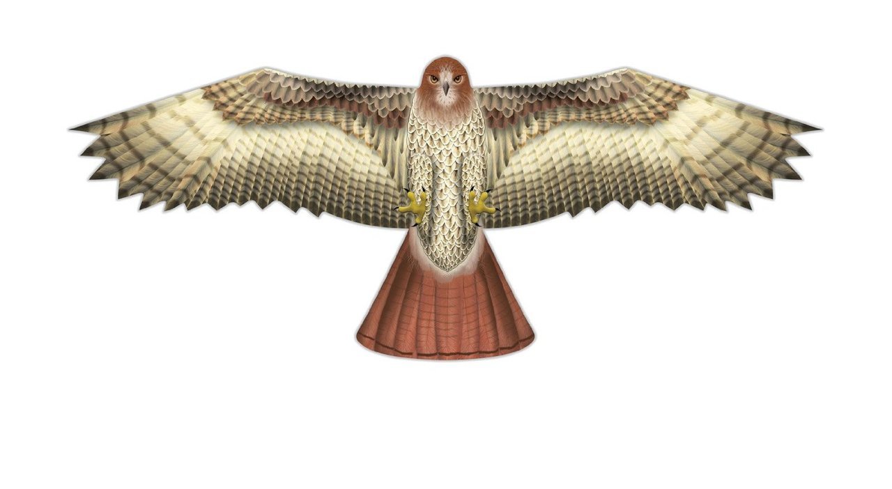WindNSun 2D Supersize Polyester Ripstop Hawk Bird Kite, 70 inches