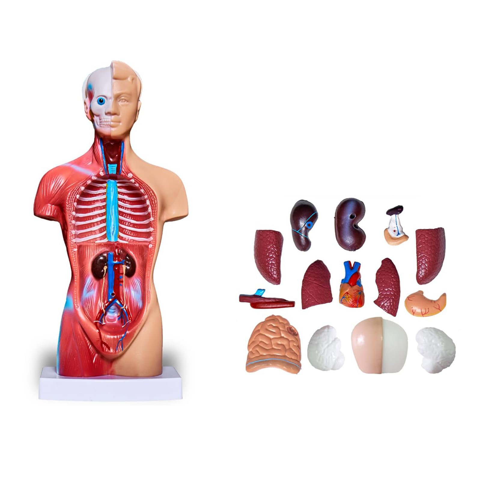 Zestaw Modeli Ciała Ludzkiego Odpinany Szkielet Tułowia Zestaw Anatomiczny Serca do Nauczania Medycznego Materiał PVC Przyjazny dla środowiska dla Kursu Zdrowotnego