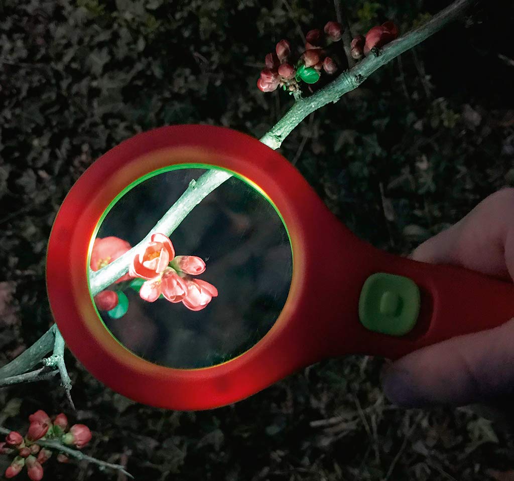 Moses 16124 Krabbelkäfer - Lente d'ingrandimento con luce, per bambini dai 3 anni in su, con 3 LED, colore: rosso e verde