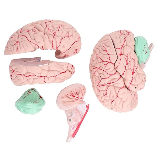 Miniatura 7 de Modelo anatómico de cerebro humano, 4D, 2 piezas, desmontable, duradero, material de PVC, anatomía, modelo de cerebro, recursos, modelo de