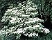 5 Flowering WHITE KOUSA DOGWOOD Cornus Kousa TREE Seeds