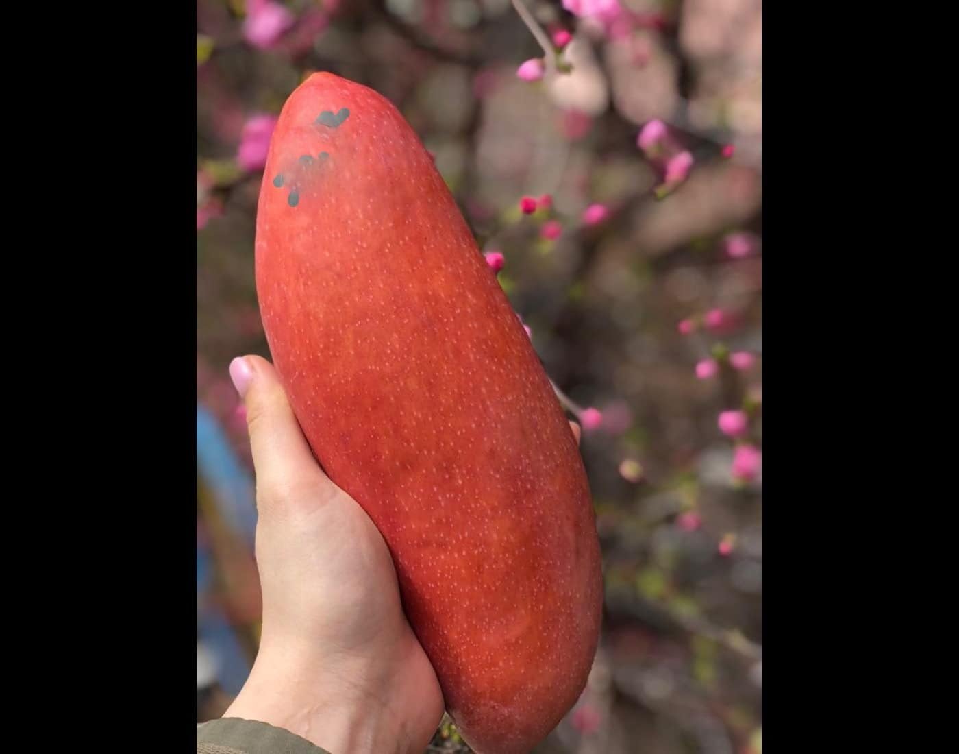 GOLAPKOLONY All Time Mango Plant Grafted Tree Japanese Variety (Height 2-3 Feet Fruits Come After 1.5-2 Years Of Planting) Healthy Hybrid Baramasi Mango Live Fruit Plant For Home Garden (B0DFHJ52KG) Amazon Price History, Amazon Price Tracker