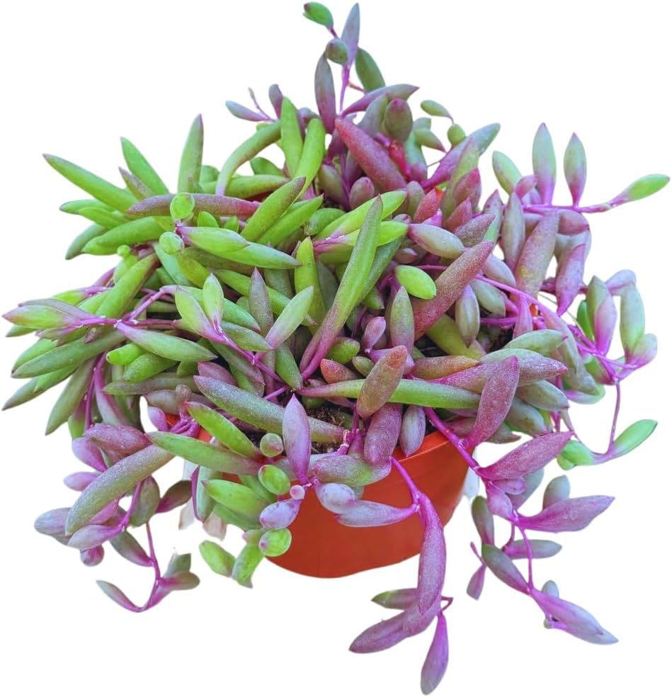 Live Succulent 4" Othonna Capensis Ruby Necklace, Succulents Plants Live, Succulent Plants Fully Rooted, House Plant for Home Office Decoration, DIY Projects, Party Favor Gift By The Succulent Cult