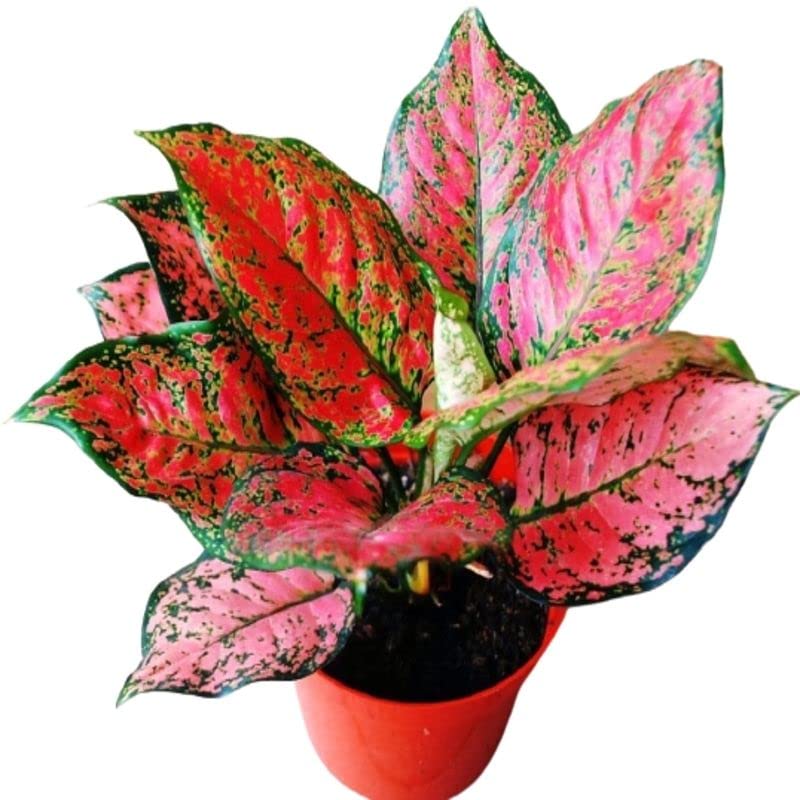 See full amazon price history chart for Garden Art Red Valentine Live Plant For Indoor | With Growers Pot | Aglaonema Garden Art Red Valentine Live Plant For Indoor | With Growers Pot | Aglaonema (B09X1N5X28) Amazon Price History, Amazon Price Tracker