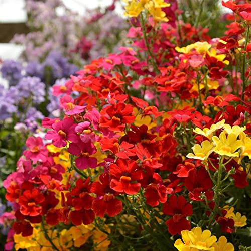 Creative Farmer Flower Seeds : Tutti Frutti (Nemesia) Flower Seeds Gardening Plant Seeds Garden [Home Garden Seeds Eco Pack] Plant Seeds (B078RGMXVL) Amazon Price History, Amazon Price Tracker