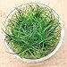 Dwarf Hairgrass Eleocharis Sp 1 Mini Tissue Culture Cup Freshwater Live Aquarium Plants Decoration BUY2GET1FREE