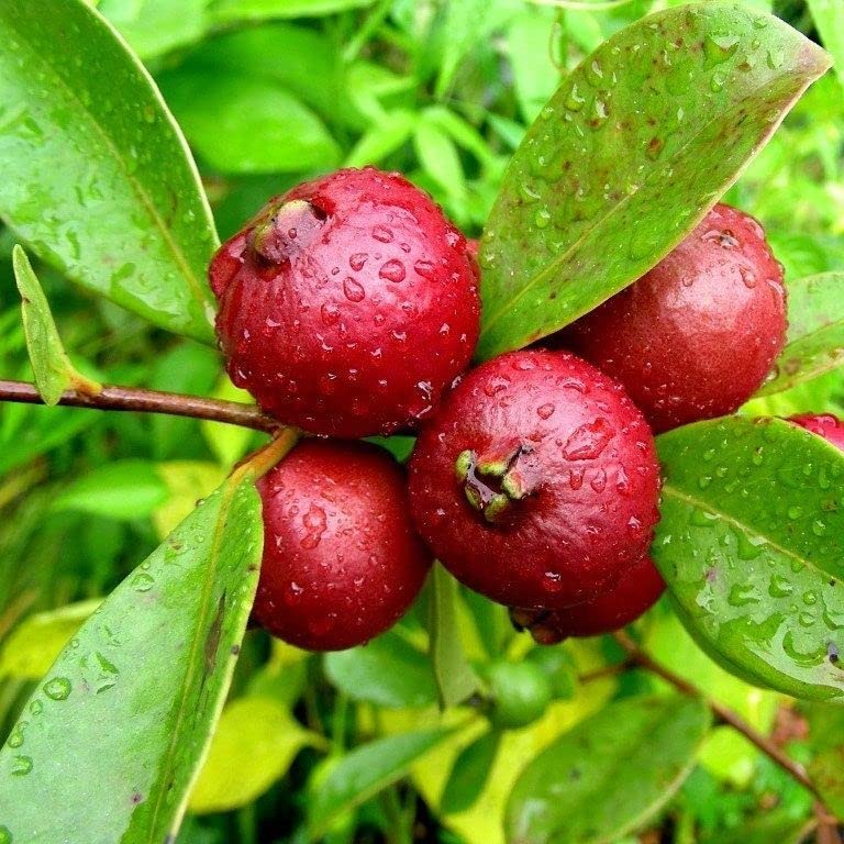 Rare Red Strawberry Guava Cattley Guava Cherry Guava Hybrid Variety Live Plant Grafted Original Variety (B0BC659TRJ) Amazon Price History, Amazon Price Tracker
