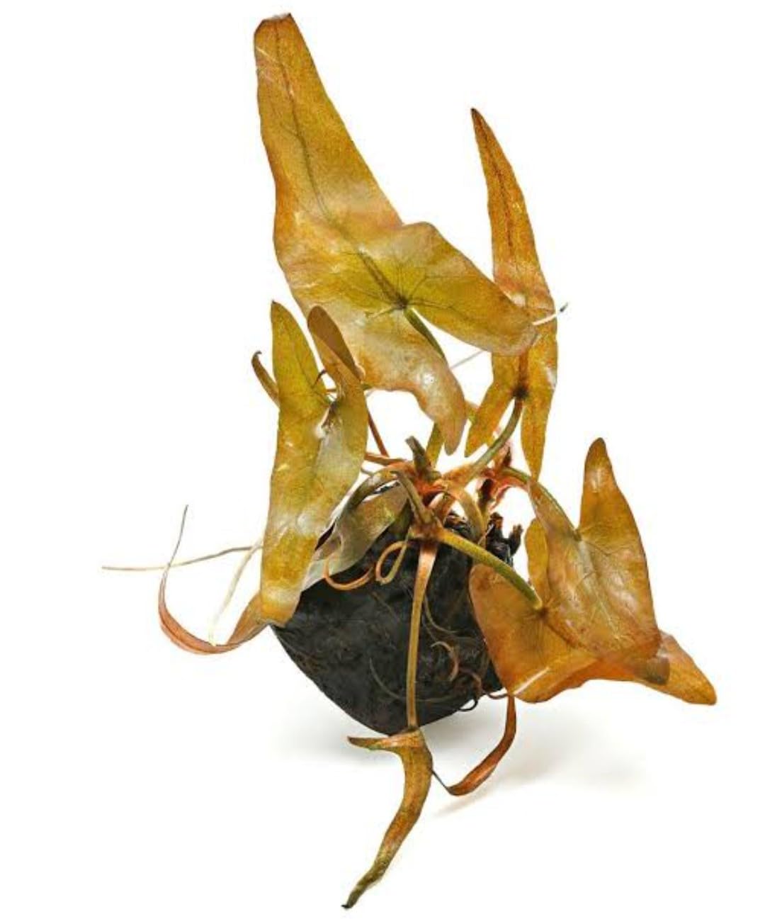 Aquatic live plants - Red lily bulbs pack of 2 (B0CJFYY6FR) Amazon Price History, Amazon Price Tracker