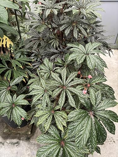 Fertilizante Granulado 14-10-16 para Plantas de Interior 8 oz miniatura 6