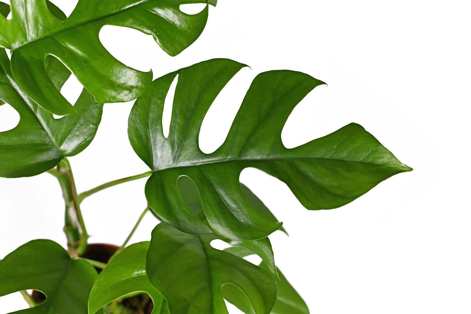 The Four Seasons Monstera Minima Rare Natural Live Plant in Pot (B0BN9YB55P) Amazon Price History, Amazon Price Tracker