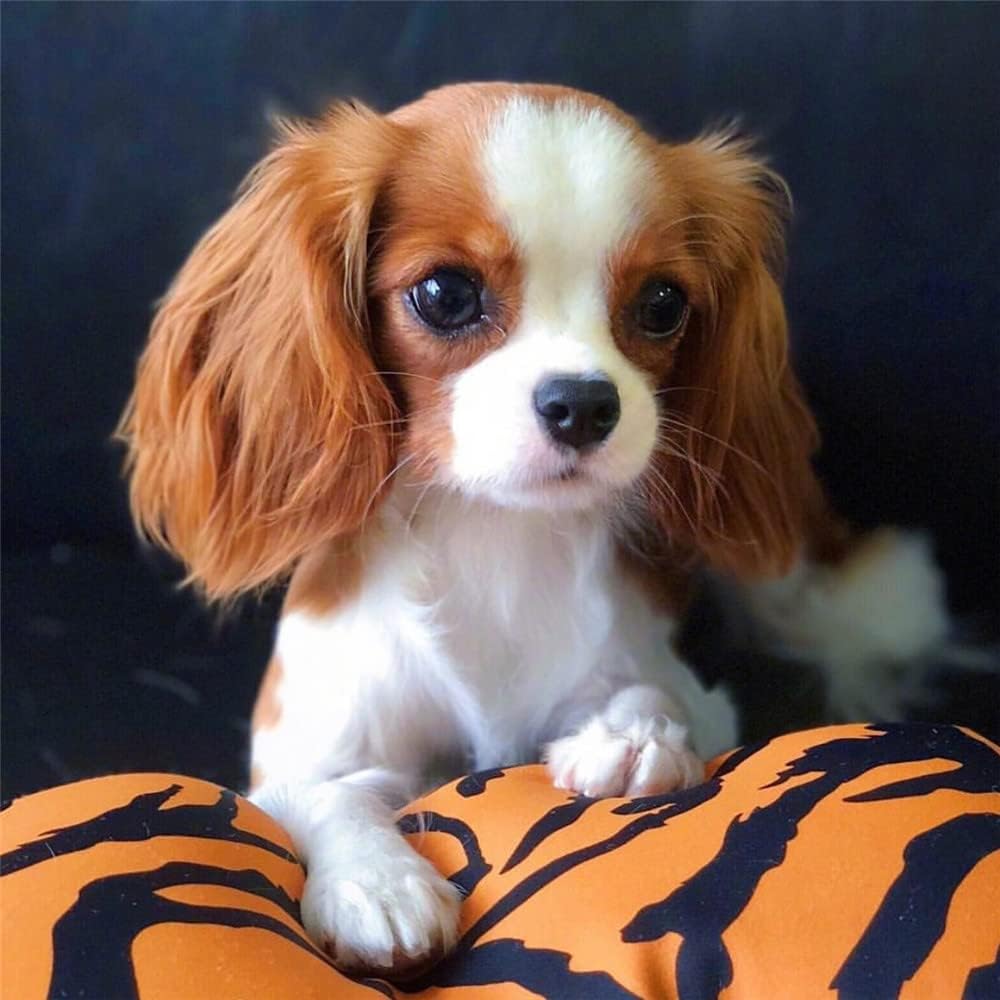 ロイヤルドルトン　フィギュア　キング チャールズ スパニエル ロイヤルドルトン フィギュア キング チャールズ スパニエル