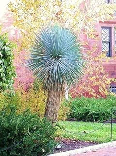 Seeds Yucca Rostrata, Rare Big Bend Bent Agramsero Agave Agave Aloe Garden Similar to The Seed of 15 Seeds: Only Seeds