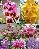 2 Blooming Size Hanging Vanda Live Premium Orchids, Multicolor