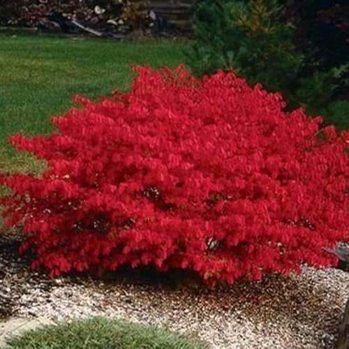 10 Dwarf Burning Bushes Live Plants, Yard Landscape Shrub, 6-12 Inch Tall