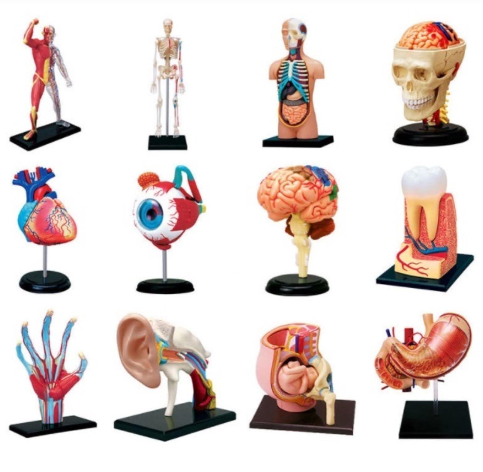 Anatomía De La Educación Modelo De Anatomía Órganos del Estómago Anatómico Humanos Desmontable 12 Piezas Humana Muñeca de Anatomía