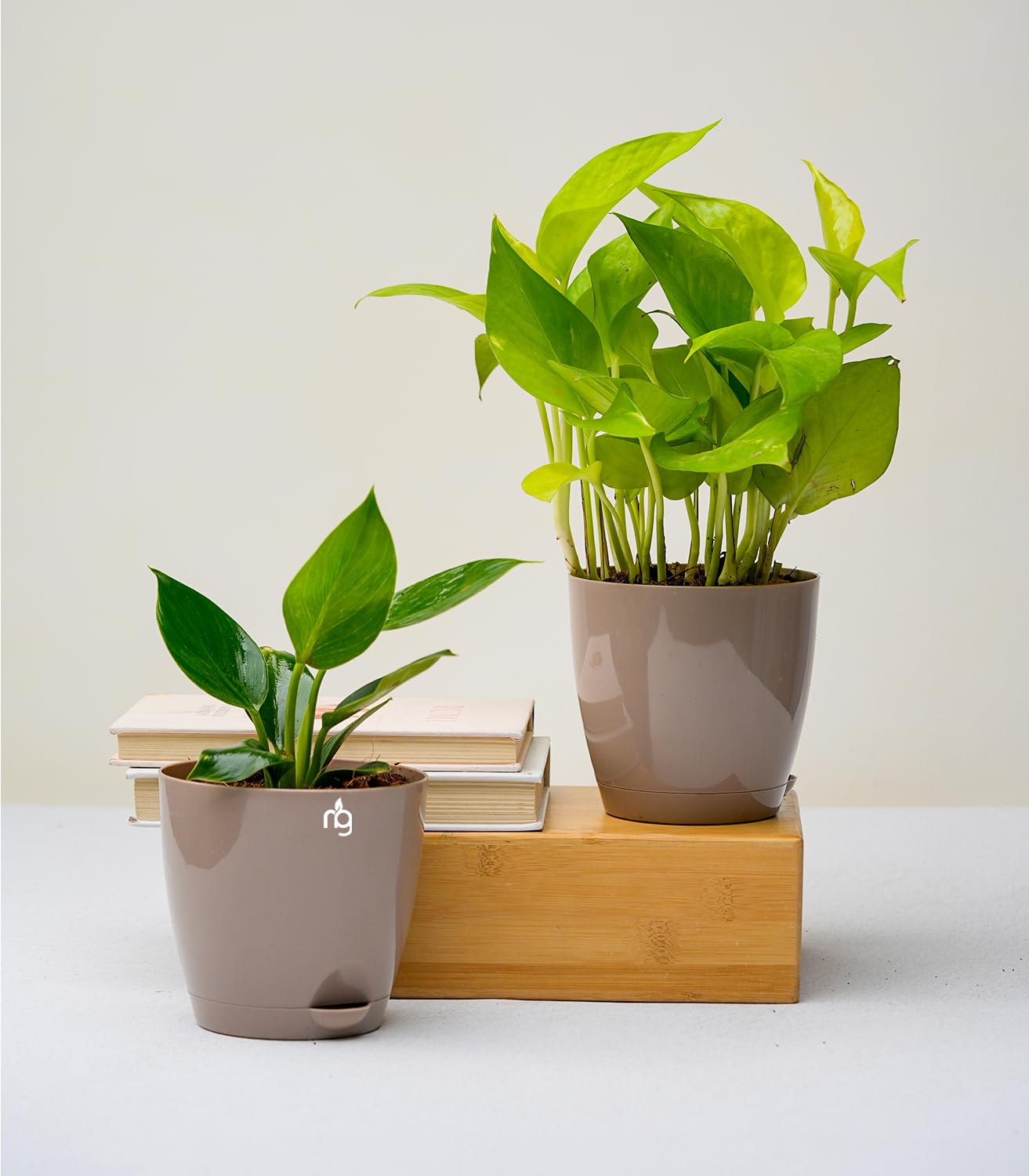 Nurturing Green® Indoor Plants For Home Decor Combo (Birkin & Money Plant) in Mocha Self Watering Pots (Size: 4.5Inch * 4Inch) | Living Room Plants | Indoor Plants With Pots For Home (B0CBHY5BMZ) Amazon Price History, Amazon Price Tracker