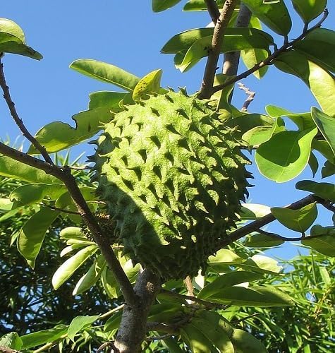 30pieces Green Soursop Fruit Seeds