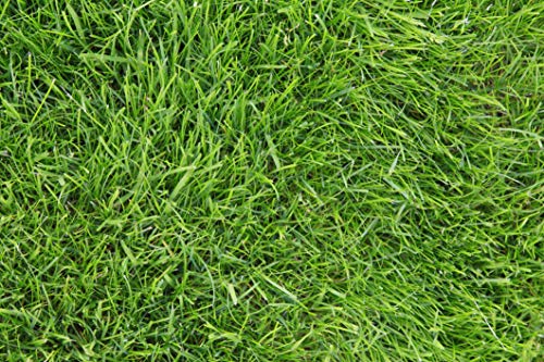 La Mejor Selección de Semillas de pasto comprados en linea. 21 Imagen adicional
