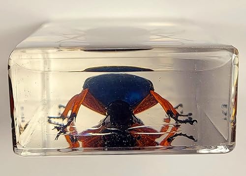 Miniatura 26 de Escarabajo de algodoncillo azul cobalto real de 1.732 in en espécimen de resina de lucita cristalina, insectos, insectos preservados, colección